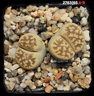 Lithops karasmontana `Signalberg form` (typ B) -C 65A (2h)(5x5)-2783(65A-B)