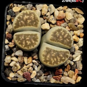 Lithops karasmontana `Signalberg form` (typ C) -C 65A (2h)(5x5)-2784(65A-C)
