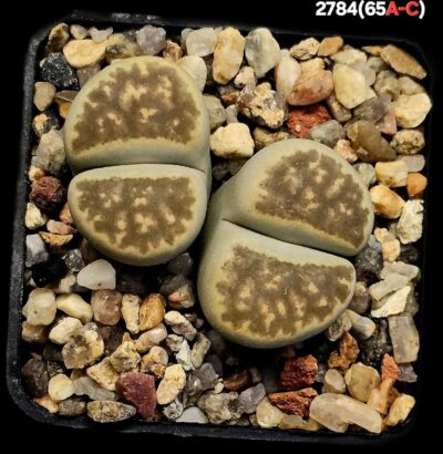 Lithops karasmontana `Signalberg form` (typ C) -C 65A (2h)(5x5)-2784(65A-C)