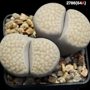 Lithops julii [reticulate form] (white fa) - C 64A, (2h)(5x5)- 2786(64A)