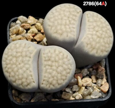 Lithops julii [reticulate form] (white fa) - C 64A, (2h)(5x5)- 2786(64A)