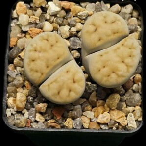 Lithops karasmontana `Signalberg form` - PV 129, APl (2h)(5x5)-2788(458)