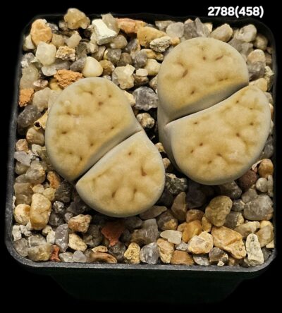 Lithops karasmontana `Signalberg form` - PV 129, APl (2h)(5x5)-2788(458)