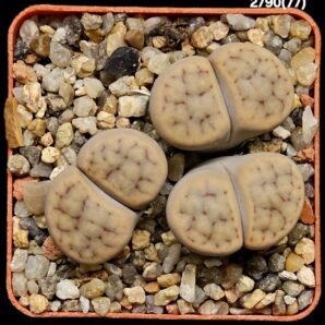 Lithops schwantesii -C 77 (3h)(6x6)-2790(77)