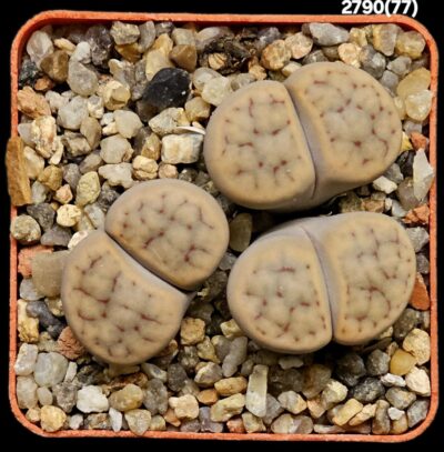 Lithops schwantesii -C 77 (3h)(6x6)-2790(77)
