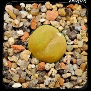 Conophytum maughanii ssp. armeniacum (orange fa.) -COP 297-2 (5x5)-2792(177)