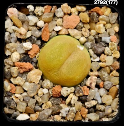 Conophytum maughanii ssp. armeniacum (orange fa.) -COP 297-2 (5x5)-2792(177)