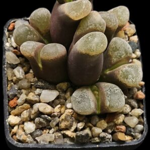 Conophytum praesectum (Opthalmophyllum) -MG 1802 (7h)(5x5)-2793(171)