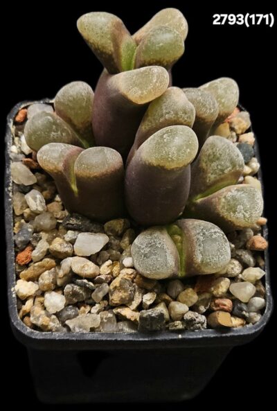 Conophytum praesectum (Opthalmophyllum) -MG 1802 (7h)(5x5)-2793(171)
