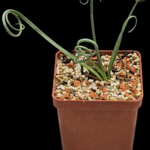 Albuca spiralis (6x6)-2797(172)