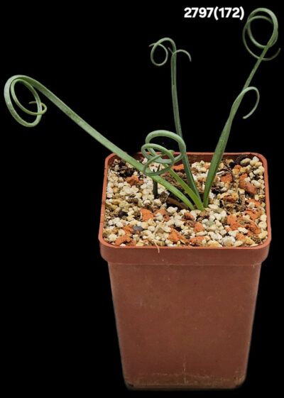 Albuca spiralis (6x6)-2797(172)