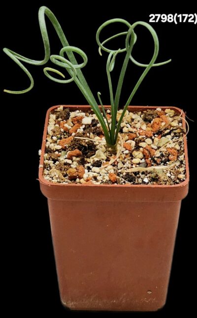 Albuca spiralis (6x6)-2798(172)