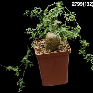 Kedrostis africana (7x7)-2799(132)