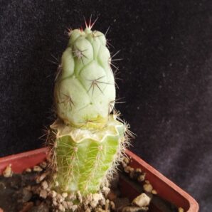 Ortegocactus macdougalii