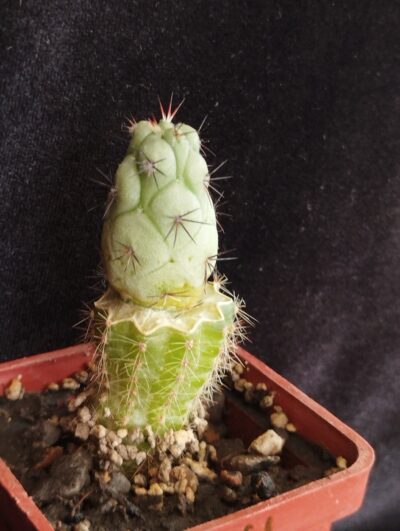 Ortegocactus macdougalii