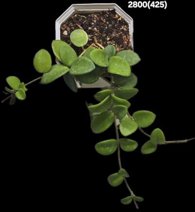 Hoya `Mathilde` (10x10)-2800(425) - Зображення 2