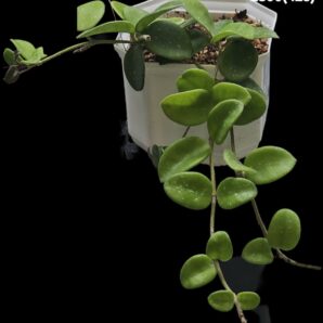Hoya `Mathilde` (10x10)-2800(425)