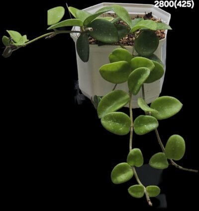Hoya `Mathilde` (10x10)-2800(425)