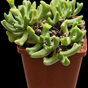 Rhombophyllum dolabriforme (10x10)-2801(128)