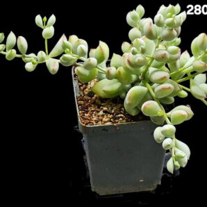 Cotyledon pendens `Cliff Cotyledon` (7x7)-2802(223)