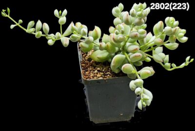 Cotyledon pendens `Cliff Cotyledon` (7x7)-2802(223)