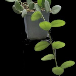 Xerosicyos danguyi (6x6)-2803(110)