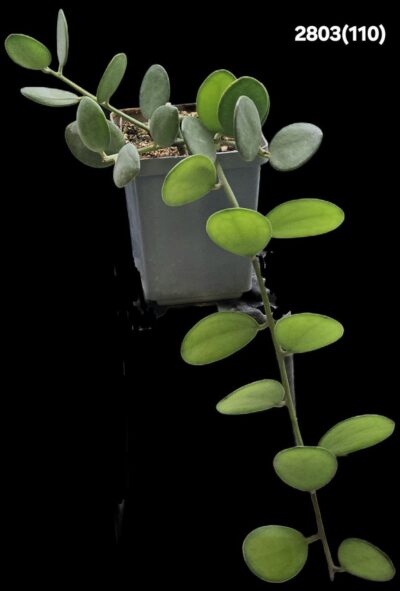 Xerosicyos danguyi (6x6)-2803(110)