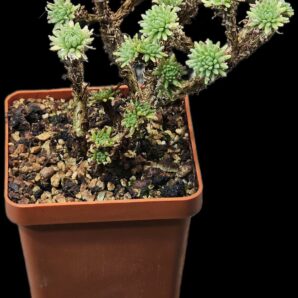 Sedum multiceps (bonsai) (6x6)-2805(118)