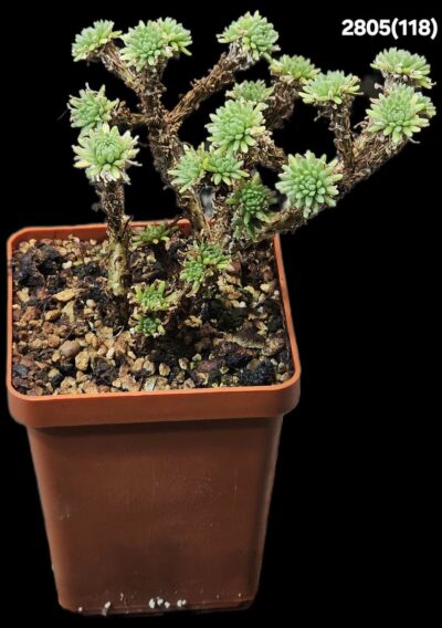 Sedum multiceps (bonsai) (6x6)-2805(118)