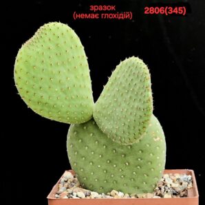 Opuntia microdasys `Inermis` (no glochidia!) (7x7)-2806(345)