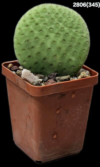 Opuntia microdasys `Inermis` (no glochidia!) (7x7)-2806(345) - Зображення 2