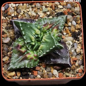 Faucaria tuberculosa `Aranami` (croco fa.) (7x7)-2808(139)