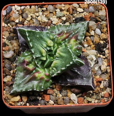 Faucaria tuberculosa `Aranami` (croco fa.) (7x7)-2808(139)