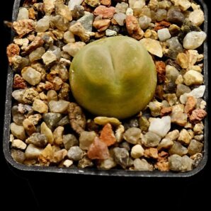 Conophytum maughanii (aff.) (fa.) -COP 169-041 (5x5)- 2809(83)