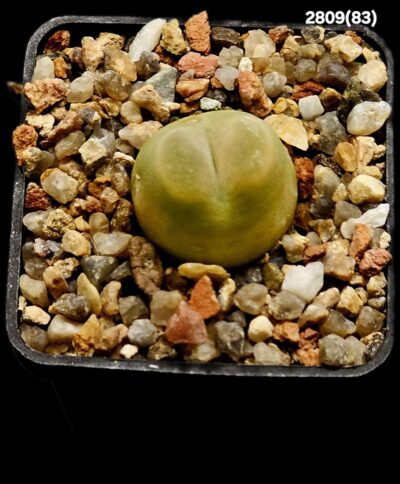 Conophytum maughanii (aff.) (fa.) -COP 169-041 (5x5)- 2809(83)