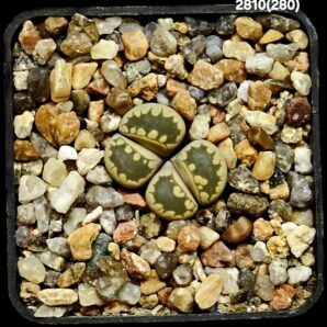 Lithops otzeniana -C 280 (2h) (5x5)-2810(280)