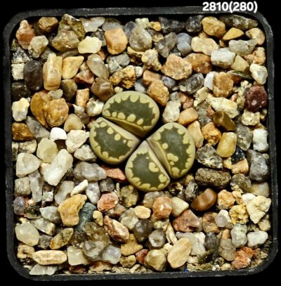 Lithops otzeniana -C 280 (2h) (5x5)-2810(280)