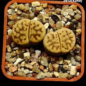 Lithops hybrid schwantesii var. marthae –xC 249 (2h) (5x5)- 2812(x249)