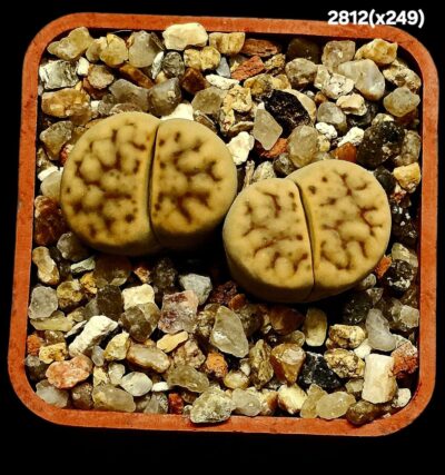 Lithops hybrid schwantesii var. marthae –xC 249 (2h) (5x5)- 2812(x249)