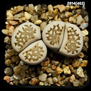 Lithops julii -24 km sse Wambad, APl (2h)(5x5)-2814(463)