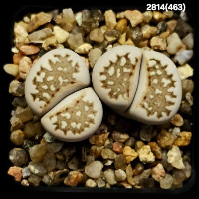 Lithops julii -24 km sse Wambad, APl (2h)(5x5)-2814(463)
