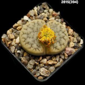 Lithops gracilidelineata ssp. brandbergensis -C 394 (5x5)- 2815(394)