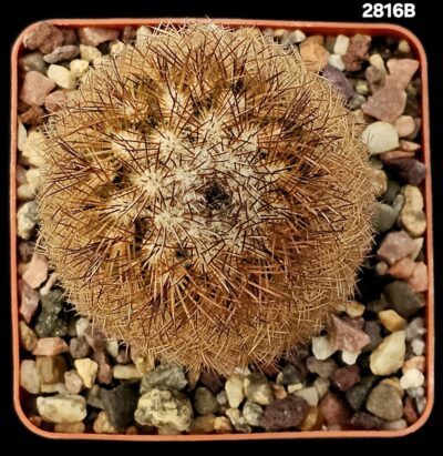Echinocereus reichenbachii -L 1394 (7x7)-2816B - Зображення 2