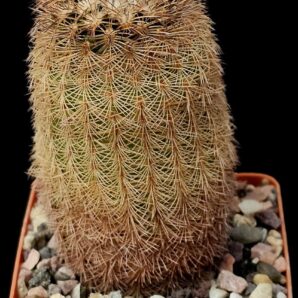Echinocereus reichenbachii -L 1394 (7x7)-2816B