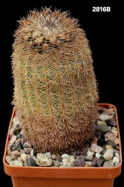 Echinocereus reichenbachii -L 1394 (7x7)-2816B