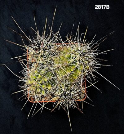 Echinocereus stramineus -SB 1038 (8x8)-2817B - Зображення 2