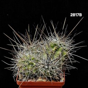Echinocereus stramineus -SB 1038 (8x8)-2817B