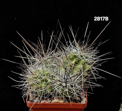 Echinocereus stramineus -SB 1038 (8x8)-2817B