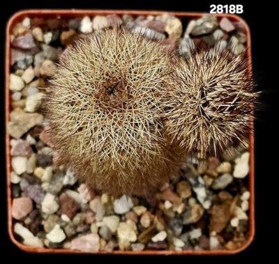 Echinocereus sciurus var. floresii -L 071 (7x7)-2818B - Зображення 2