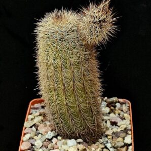 Echinocereus sciurus var. floresii -L 071 (7x7)-2818B